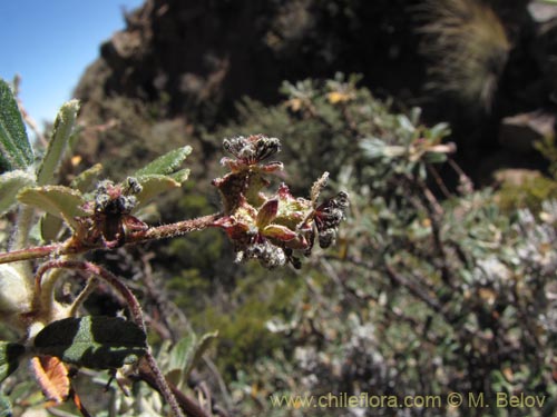 Bild von Polylepis rugulosa (). Klicken Sie, um den Ausschnitt zu vergrössern.