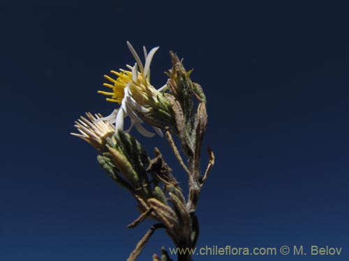 Asteraceae sp. #3178の写真
