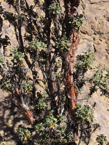 Imágen de Polylepis rugulosa (). Haga un clic para aumentar parte de imágen.