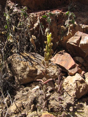 Bartsia peruvianaの写真