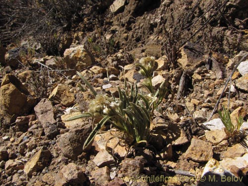 Asteraceae sp. #2075的照片