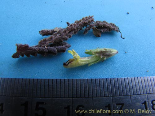 Image of Bartsia peruviana (). Click to enlarge parts of image.