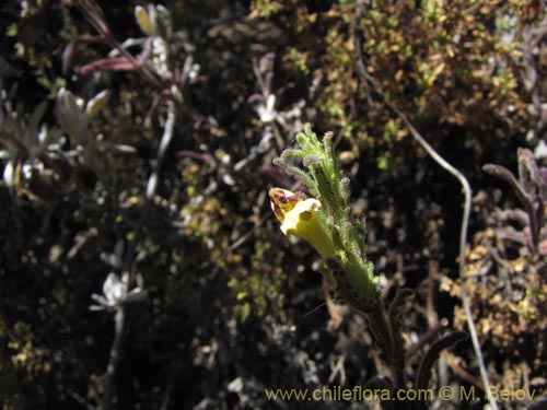 Bild von Bartsia peruviana (). Klicken Sie, um den Ausschnitt zu vergrössern.