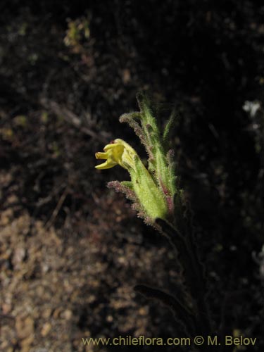 Bartsia peruvianaの写真