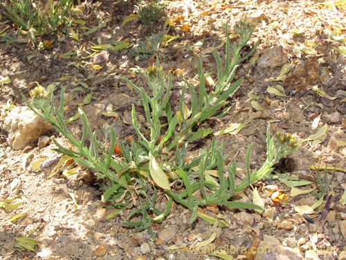 Asteraceae sp. #1998の写真