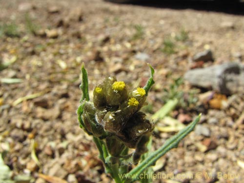 Asteraceae sp. #1998의 사진