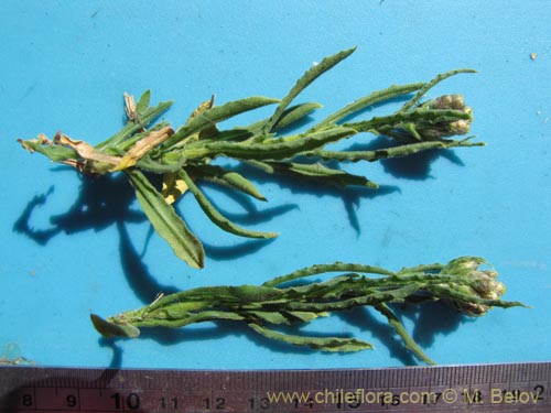 Asteraceae sp. #1998의 사진