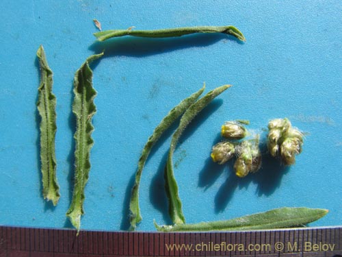 Asteraceae sp. #1998的照片