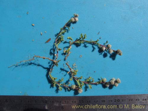 Image of Unidentified Plant sp. #1997 (). Click to enlarge parts of image.