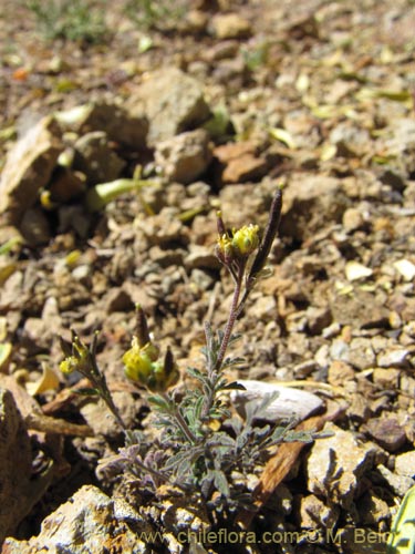 Imágen de Brassicaceae sp. #2109 (). Haga un clic para aumentar parte de imágen.