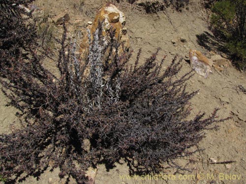 Фотография Tetraglochin cristata (Horzonte/añaguaya). Щелкните, чтобы увеличить вырез.