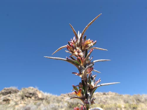 Фотография Tetraglochin cristata (Horzonte/añaguaya). Щелкните, чтобы увеличить вырез.