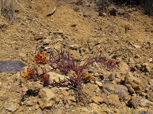 Quinchamalium chilense var. parviflorum의 사진