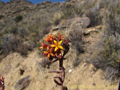 Image of Quinchamalium chilense var. parviflorum (). Click to enlarge parts of image.