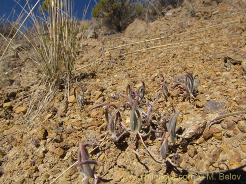 Image of Unidentified Plant sp. #3177 (). Click to enlarge parts of image.