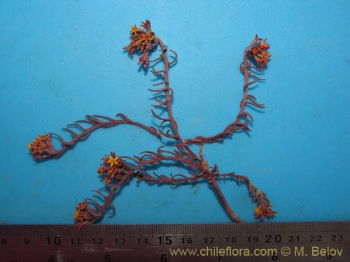 Quinchamalium chilense var. parviflorum的照片