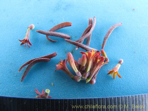 Image of Quinchamalium chilense var. parviflorum (). Click to enlarge parts of image.