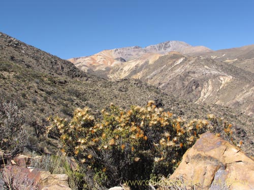 Фотография Chuquiraga spinosa subsp. rotundifolia (). Щелкните, чтобы увеличить вырез.