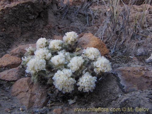 Image of Unidentified Plant sp. #1995 (). Click to enlarge parts of image.