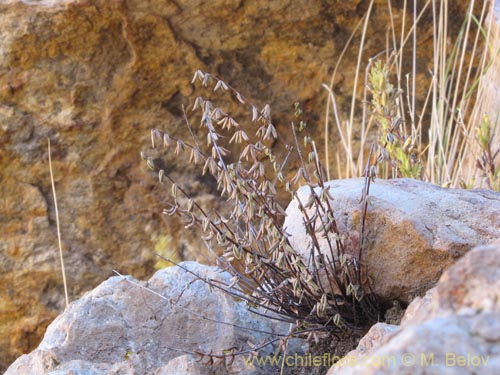 未確認の植物種 sp. #3002の写真