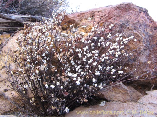Image of Unidentified Plant sp. #3148 (). Click to enlarge parts of image.
