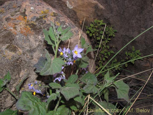 Imágen de Solanum sp. #2040 (). Haga un clic para aumentar parte de imágen.