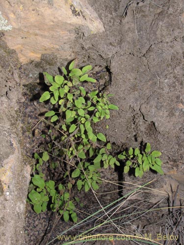 Image of Solanaceae sp. #1993 (). Click to enlarge parts of image.