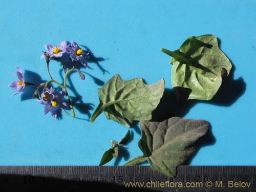 Solanum sp. #2040의 사진