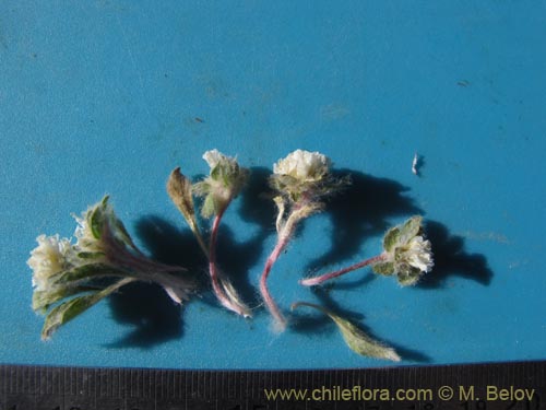 Image of Unidentified Plant sp. #1995 (). Click to enlarge parts of image.