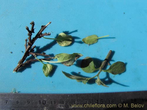 未確認の植物種 sp. #1993の写真