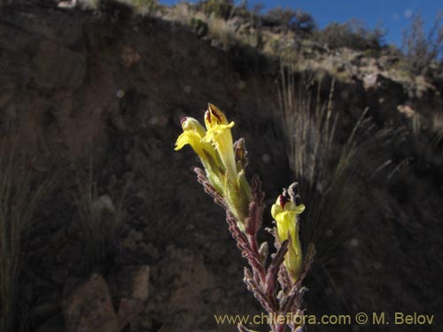 Фотография Bartsia peruviana (). Щелкните, чтобы увеличить вырез.