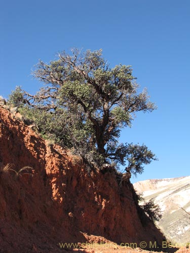 Фотография Polylepis rugulosa (). Щелкните, чтобы увеличить вырез.