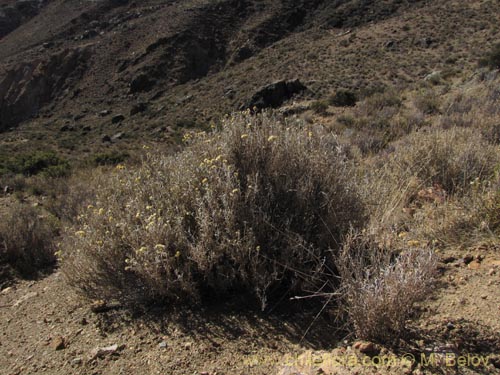 Imágen de Senecio sp. #2041 (). Haga un clic para aumentar parte de imágen.