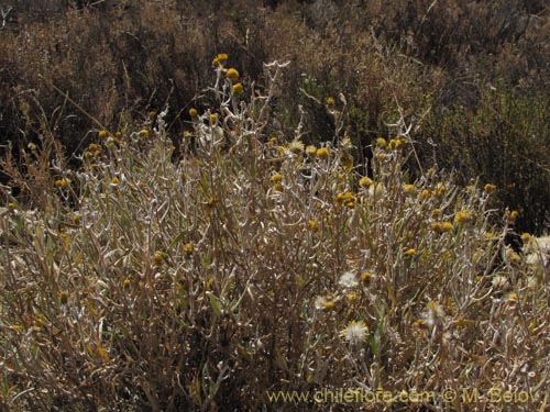 Imágen de Senecio sp. #2041 (). Haga un clic para aumentar parte de imágen.