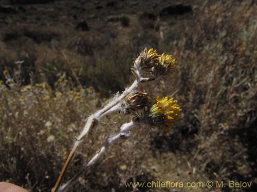 Senecio sp. #2041の写真