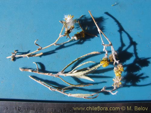 Image of Senecio sp. #2041 (). Click to enlarge parts of image.