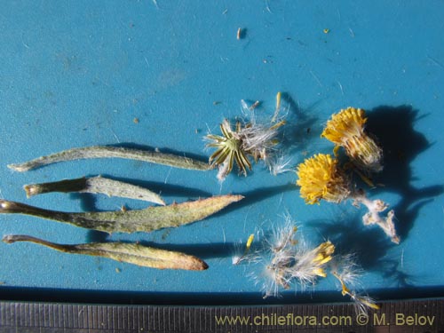 Image of Senecio sp. #2041 (). Click to enlarge parts of image.