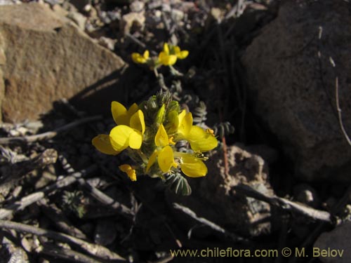 Imágen de Dalea pennellii var. chilensis (). Haga un clic para aumentar parte de imágen.