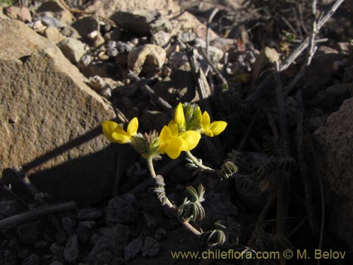 Imágen de Dalea pennellii var. chilensis (). Haga un clic para aumentar parte de imágen.