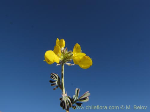 Dalea pennellii var. chilensis의 사진