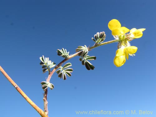 Фотография Dalea pennellii var. chilensis (). Щелкните, чтобы увеличить вырез.