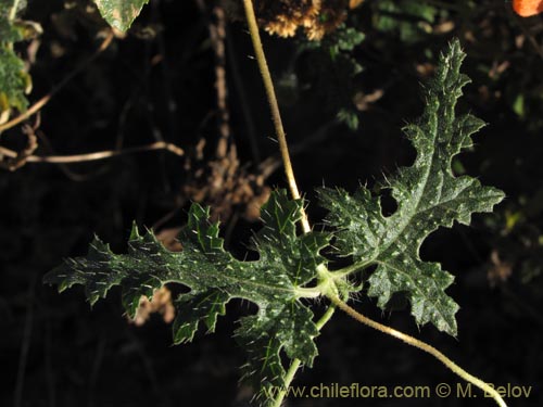 Imágen de Caiophora cirsiifolia (). Haga un clic para aumentar parte de imágen.