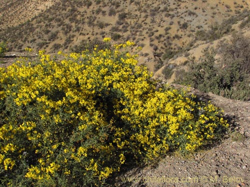 Фотография Solanum lycopersicoides (). Щелкните, чтобы увеличить вырез.