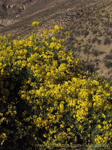 Imágen de Solanum lycopersicoides (). Haga un clic para aumentar parte de imágen.