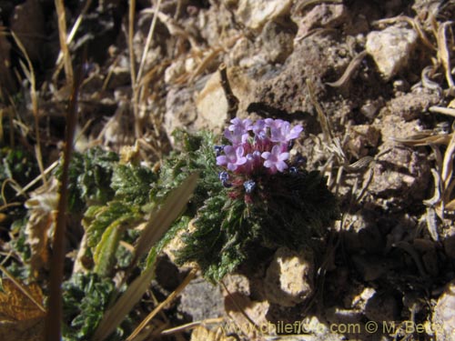 Bild von Verbena hispida var. Hispida (). Klicken Sie, um den Ausschnitt zu vergrössern.