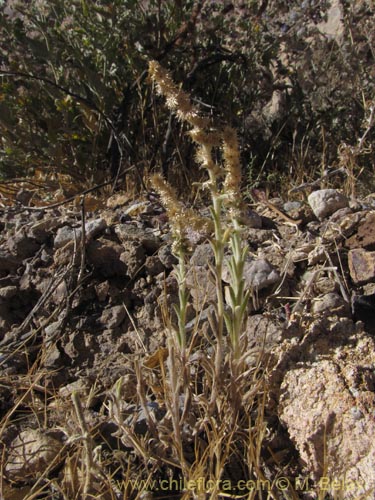 Image of Unidentified Plant sp. #1991 (). Click to enlarge parts of image.