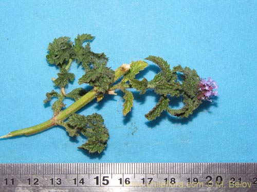 Image of Verbena hispida var. Hispida (). Click to enlarge parts of image.