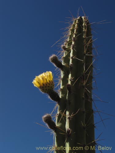 Imágen de Corryocactus brevistylus (Guacalla). Haga un clic para aumentar parte de imágen.