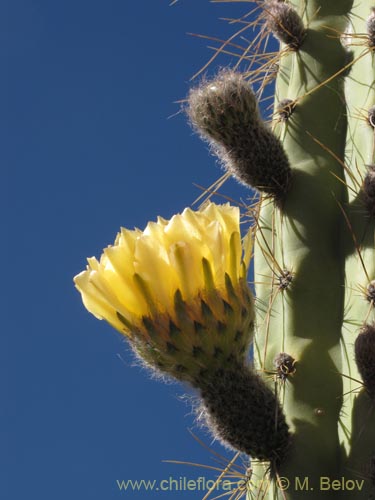 Bild von Corryocactus brevistylus (Guacalla). Klicken Sie, um den Ausschnitt zu vergrössern.