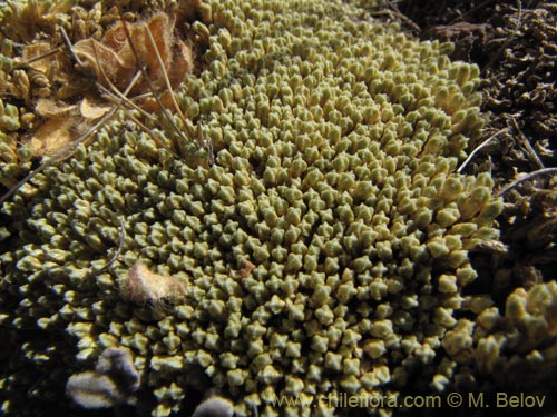 Pycnophyllum molleの写真